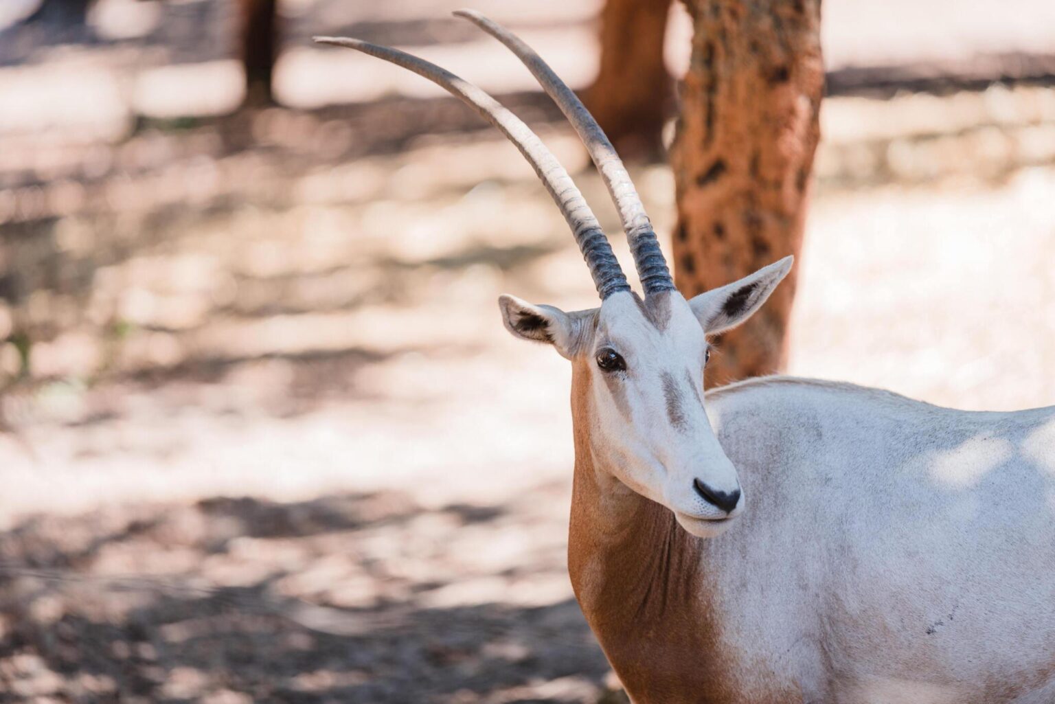 The Arabian Oryx as the National Animal of UAE - Trust Guide for UAE ...